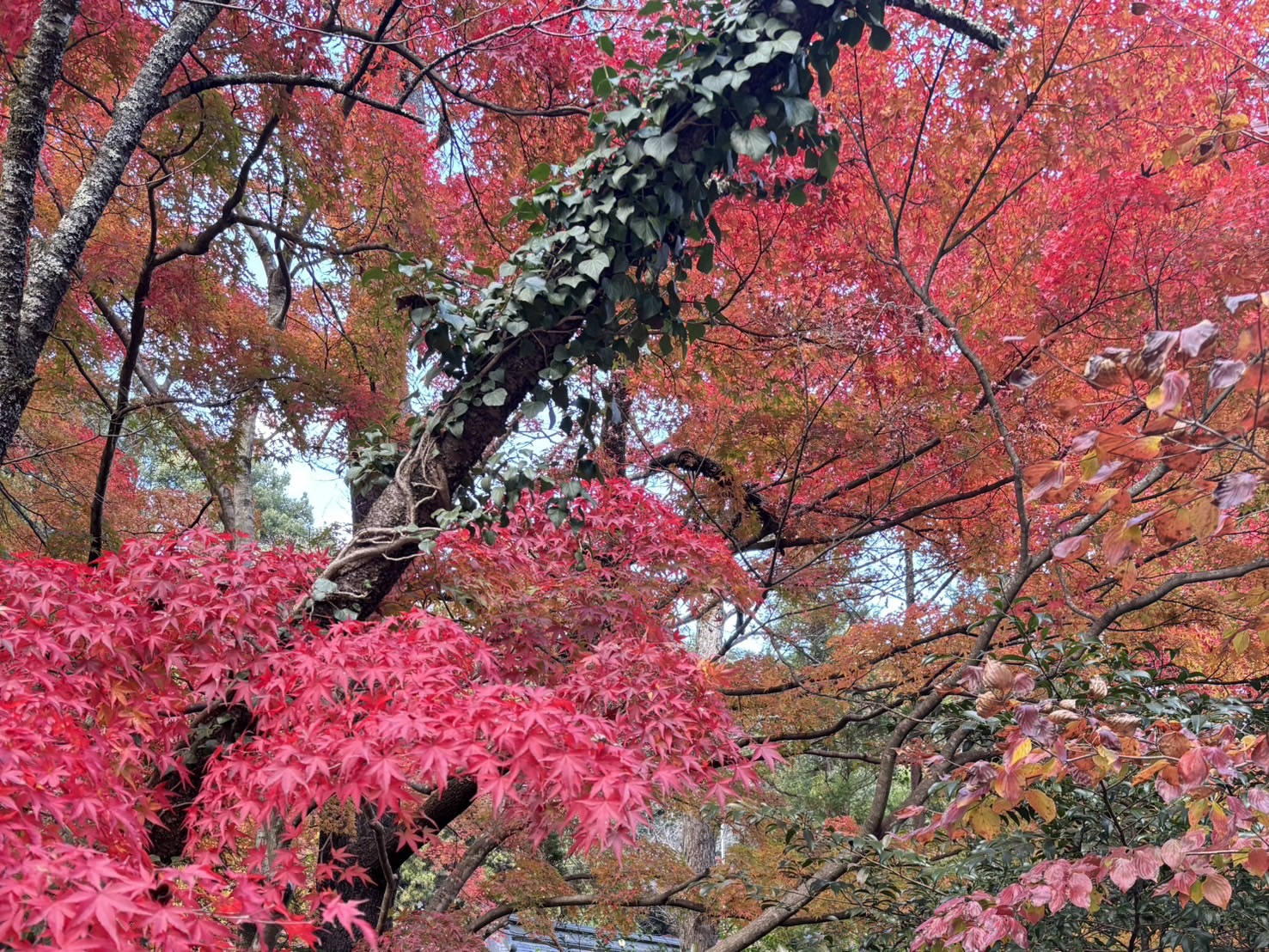 秋から冬へ　青麻神社でおみくじ