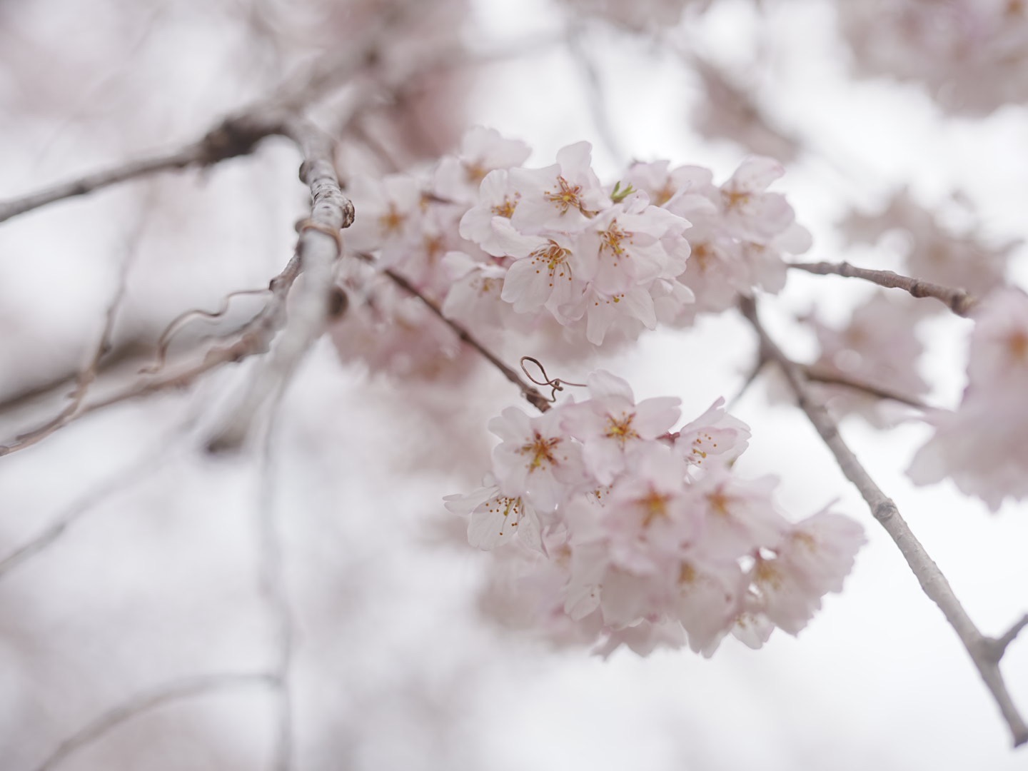 仙台榴岡公園「桜まつり」に行ってきました